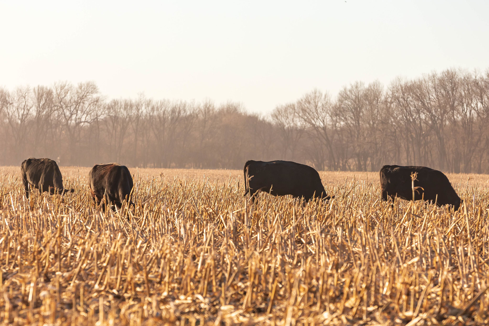 Cattle Chat Feeding cattle in a drought